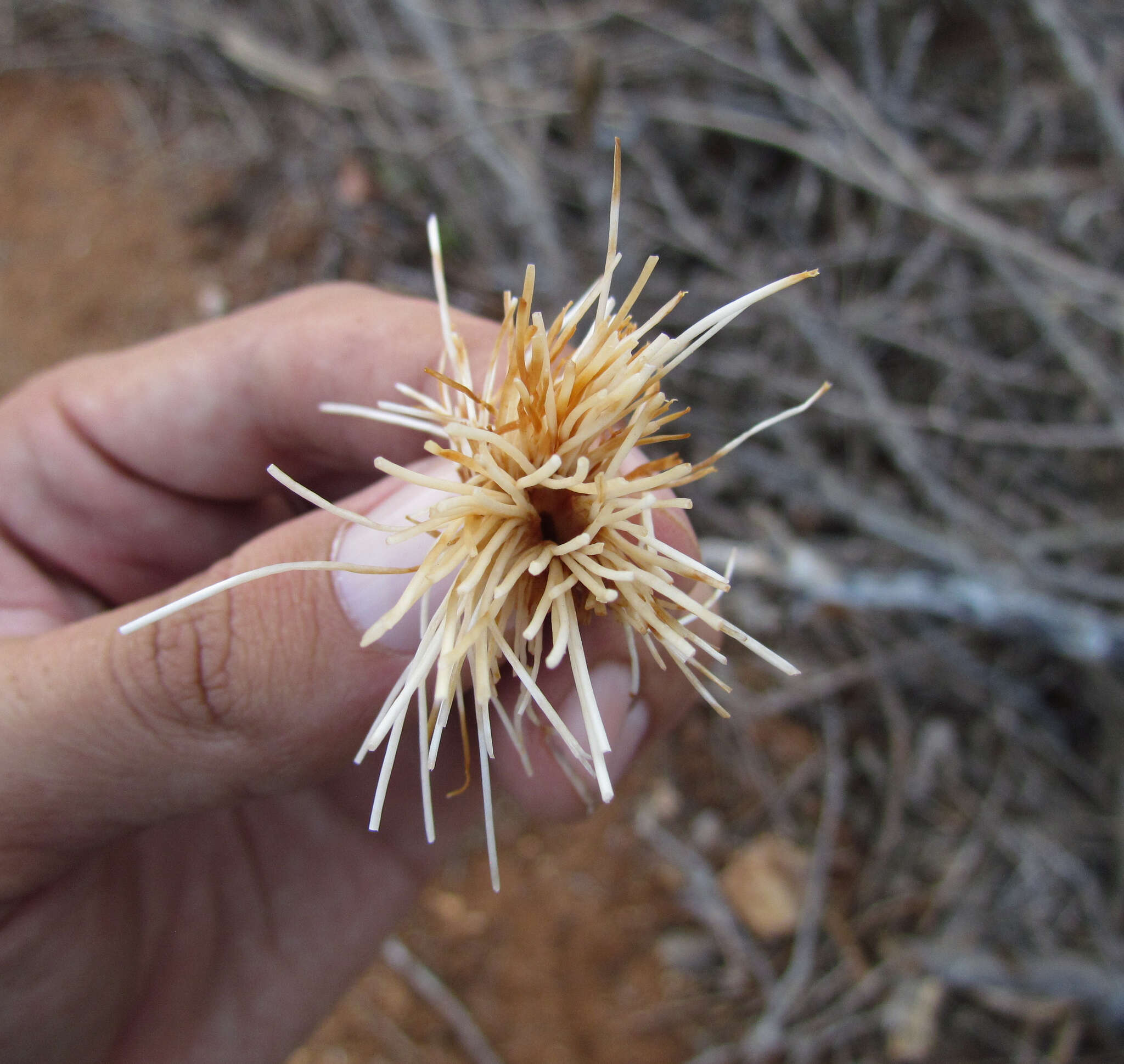 Image of Pseudobombax parvifolium Carv.-Sobr. & L. P. Queiroz