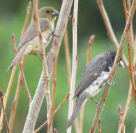 Image of Dubois's Seedeater