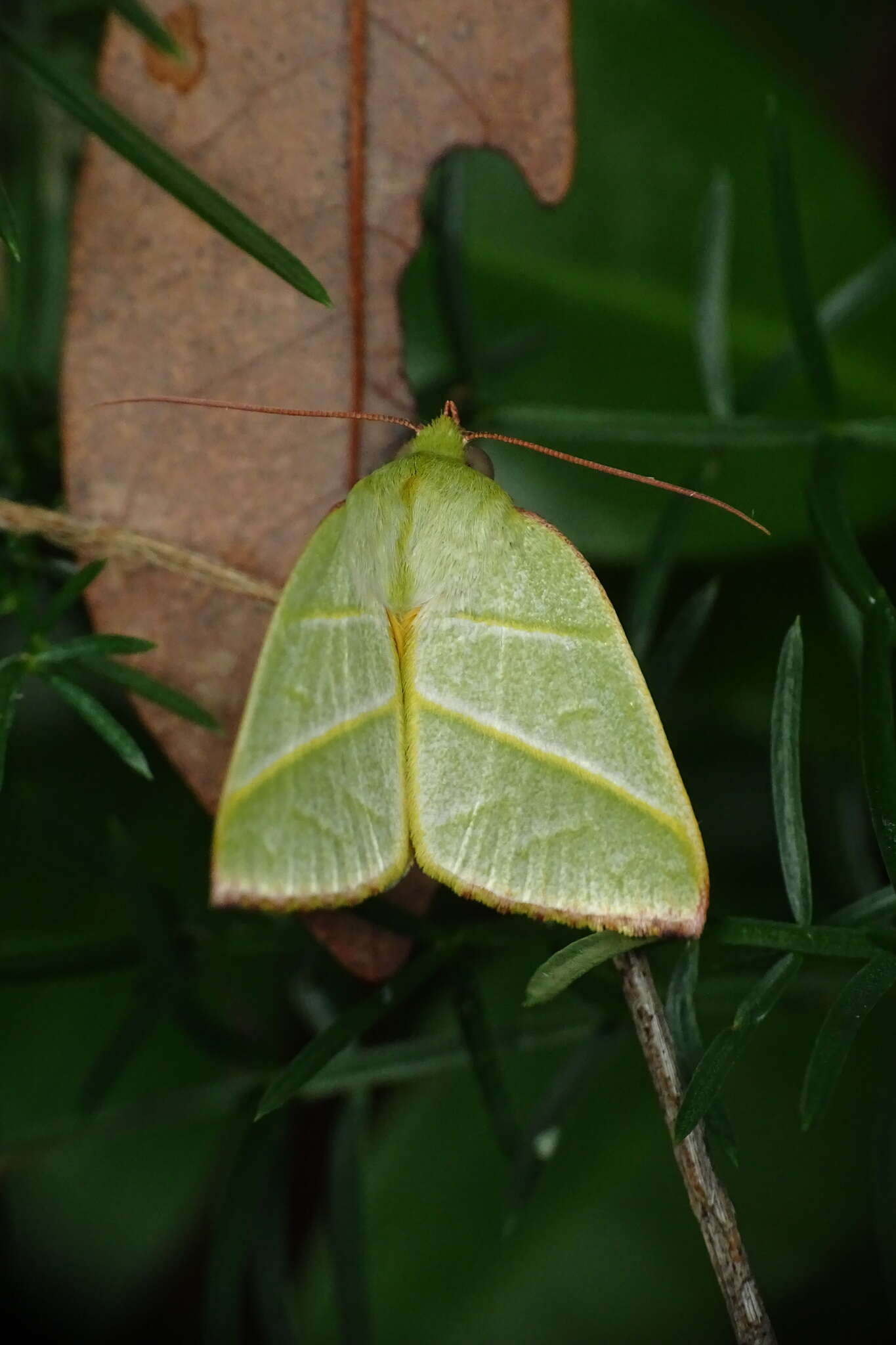 Image of Hylophilodes tsukusensis Nagano 1918