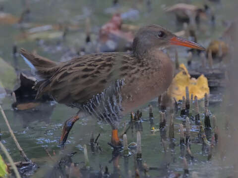 Image of Mangrove Rail