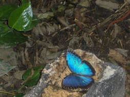 Morpho helenor Cramer 1782的圖片