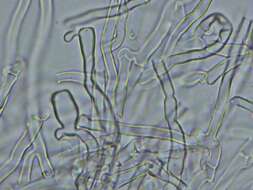 Слика од Radulomyces