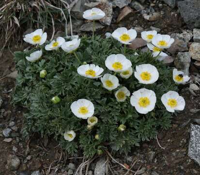 Image of Ranunculus seguieri subsp. seguieri