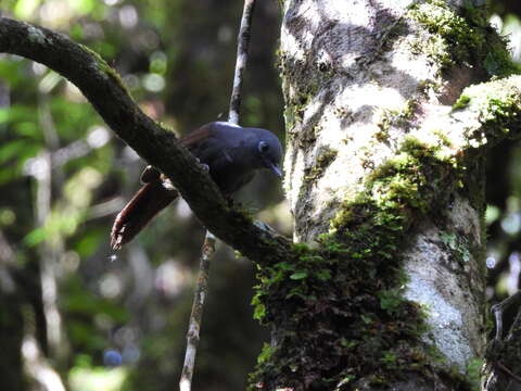 صورة Garrulax palliatus (Bonaparte 1850)