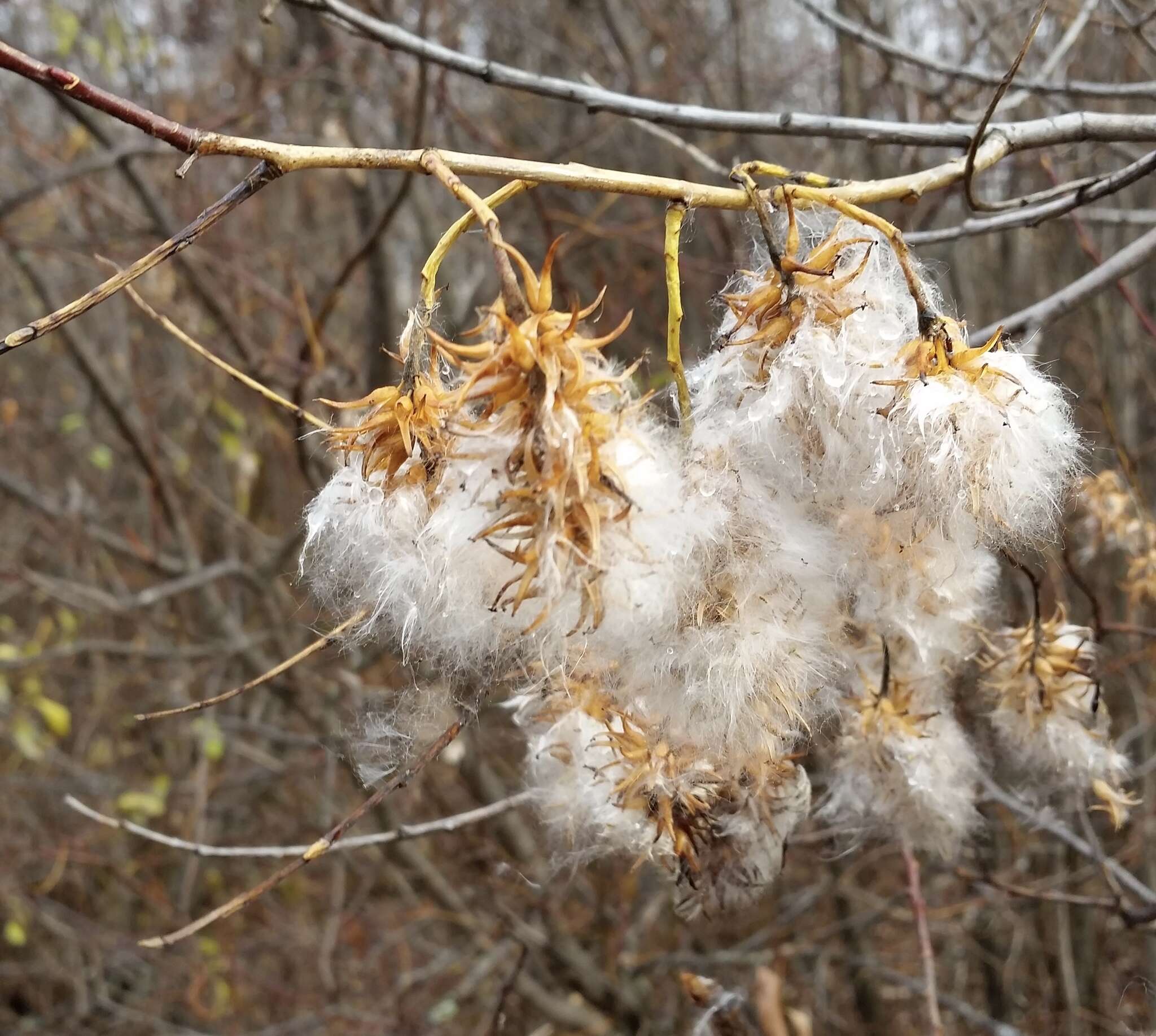 Image of Autumn Willow