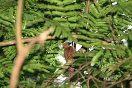 Image of Waved Woodpecker