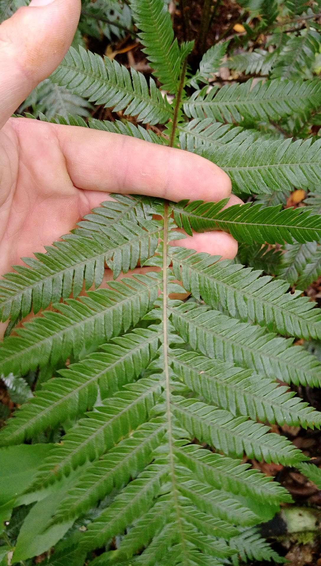 Image of Diploblechnum fraseri (A. Cunn.) De Vol