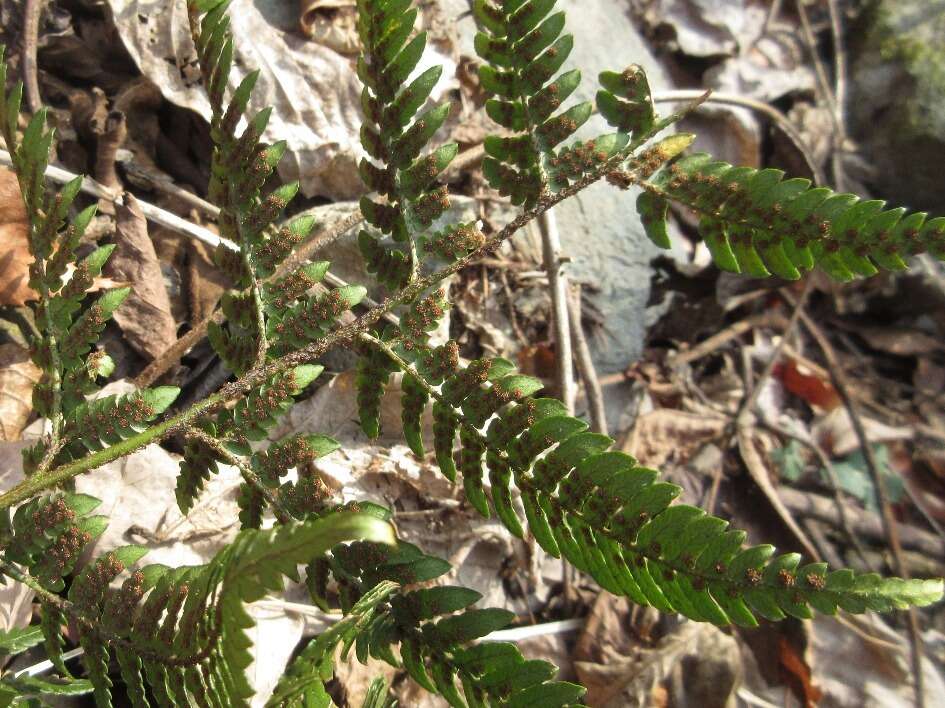 Image de Dryopteris setosa (Thunb. ex Murr.) Akasawa