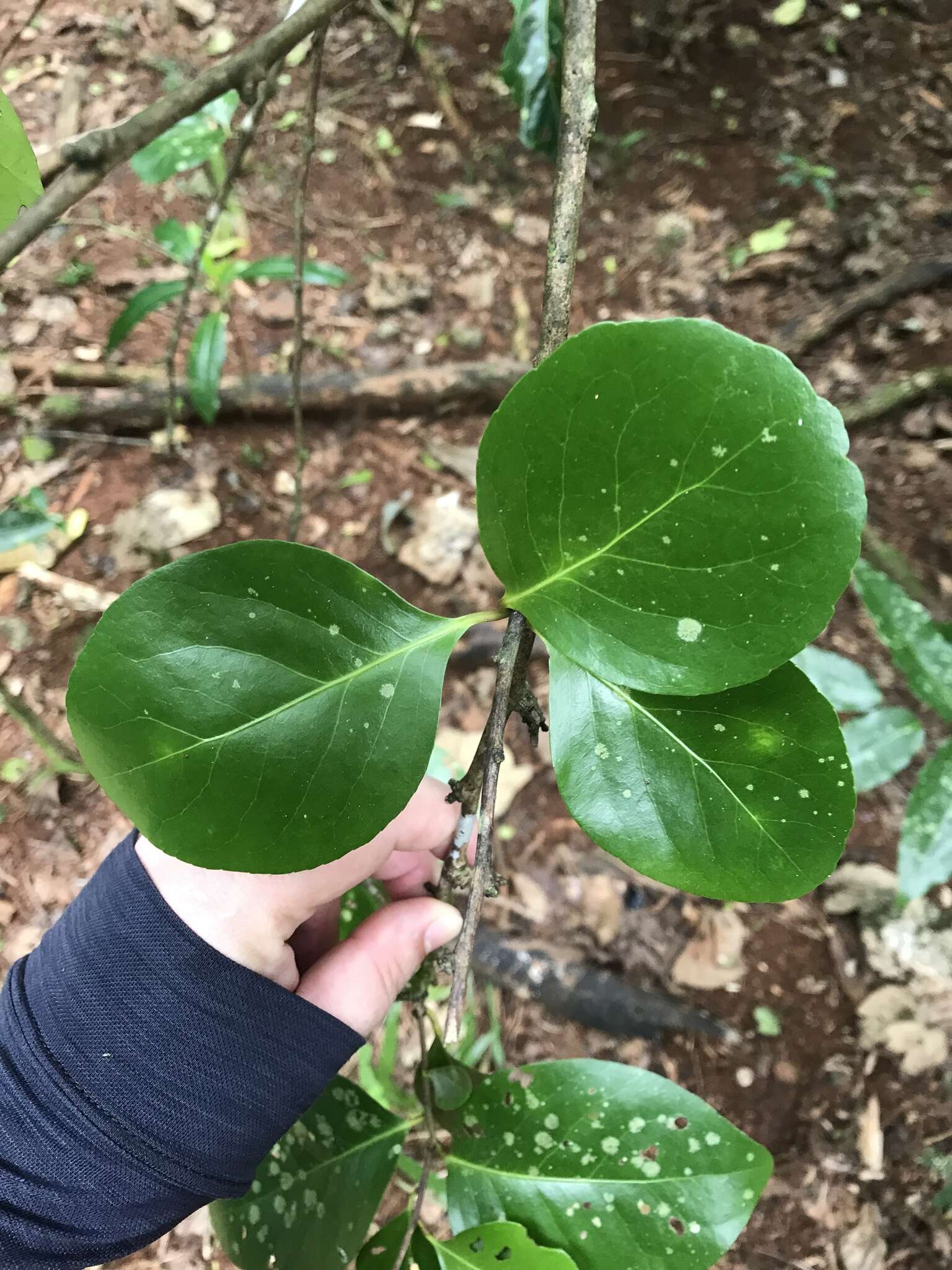 Image of Thompson's gymnosporia