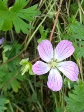 Image of Geranium dolomiticum Rothm.