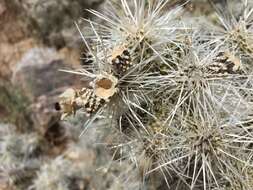 Слика од Cylindropuntia multigeniculata (Clokey) Backeb.