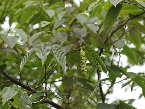 Слика од Carpinus rankanensis Hayata