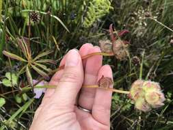 Image de Sidalcea calycosa subsp. rhizomata (Jeps.) S. R. Hill