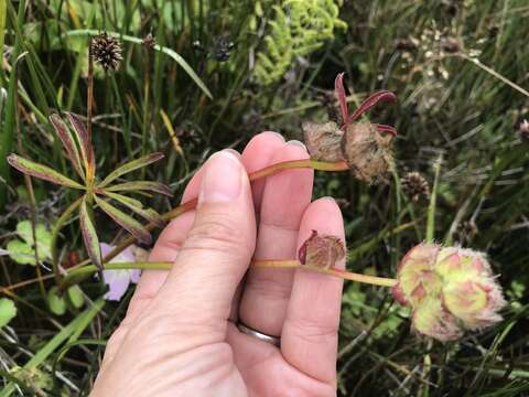 Sivun Sidalcea calycosa subsp. rhizomata (Jeps.) S. R. Hill kuva