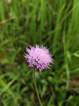 Plancia ëd Knautia drymeia Heuffel