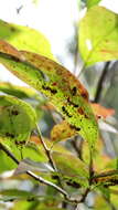 Image of Allegheny Mound Ant