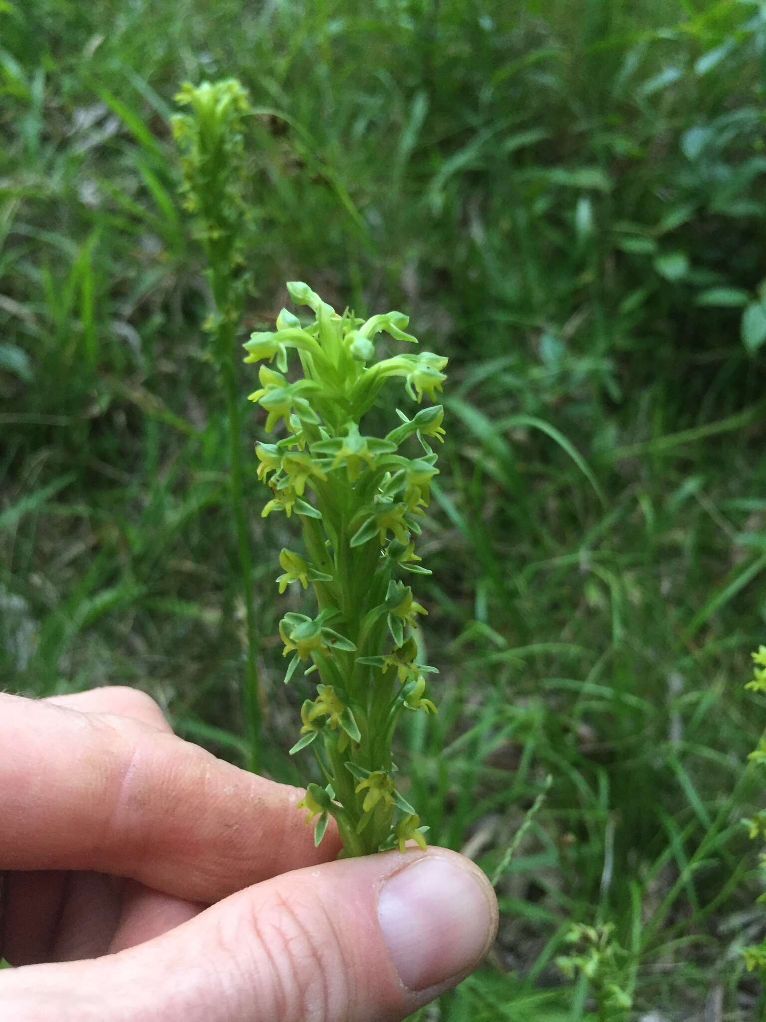 Imagem de Habenaria parviflora Lindl.