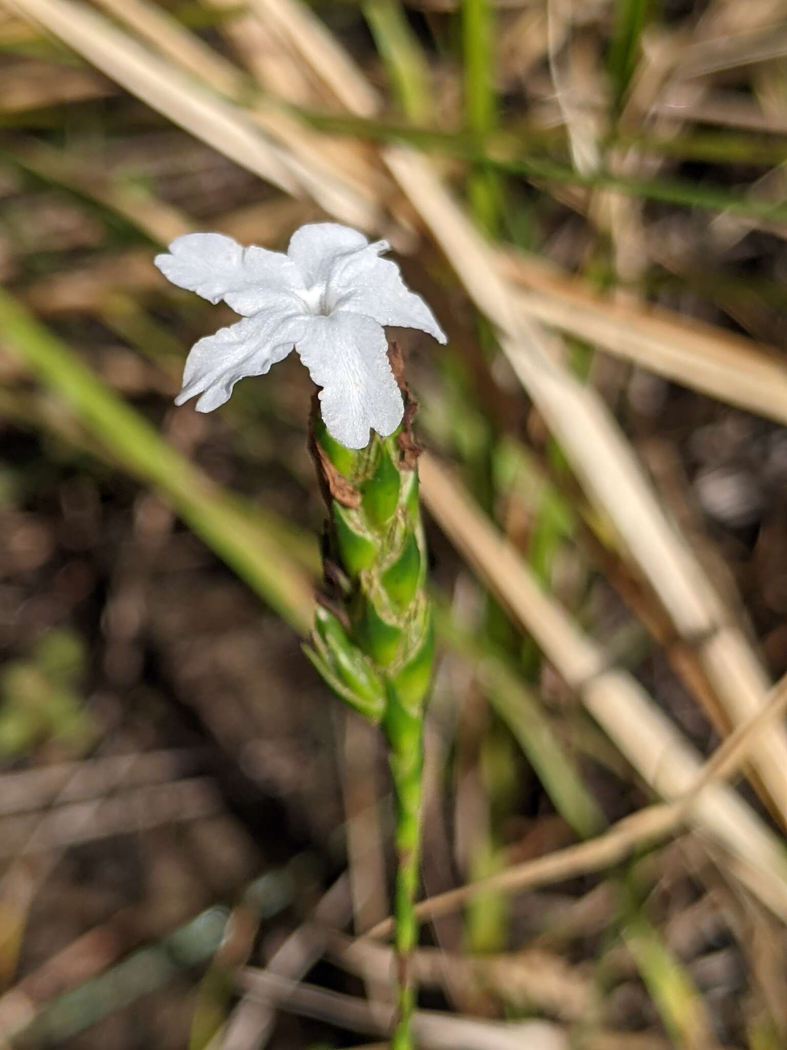 Image de Elytraria caroliniensis (J. F. Gmel.) Pers.