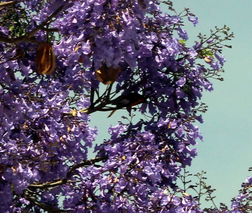 Image of Black-backed Oriole