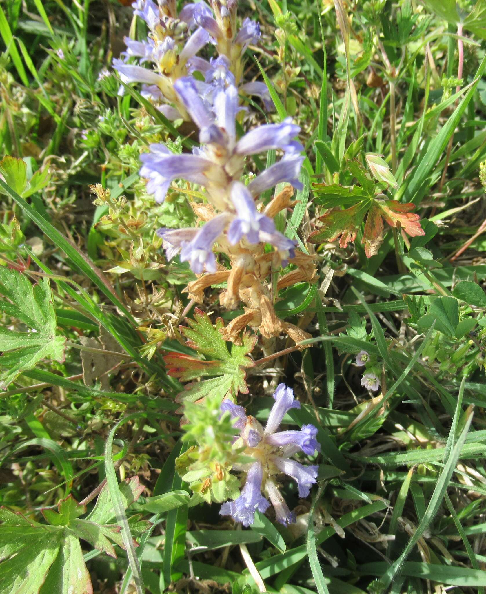 Plancia ëd Phelipanche mutelii (F. W. Schultz) Pomel