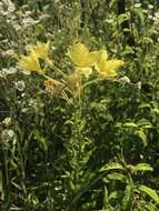 صورة Oenothera rhombipetala Nutt. ex Torr. & Gray