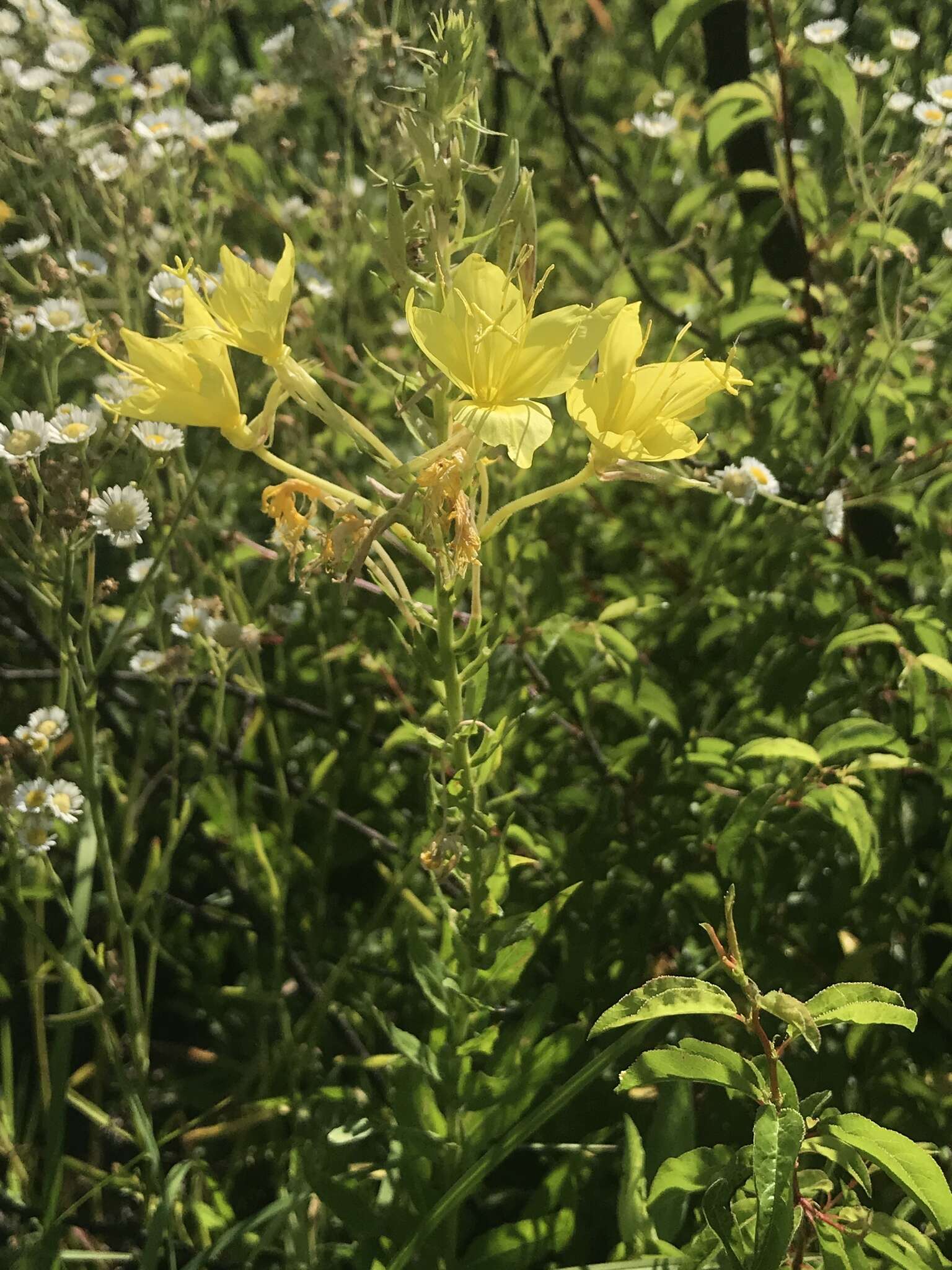 صورة Oenothera rhombipetala Nutt. ex Torr. & Gray