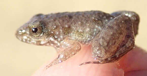 Image of Mababe river frog