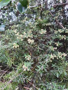 Image of Pomaderris phylicifolia Lodd.