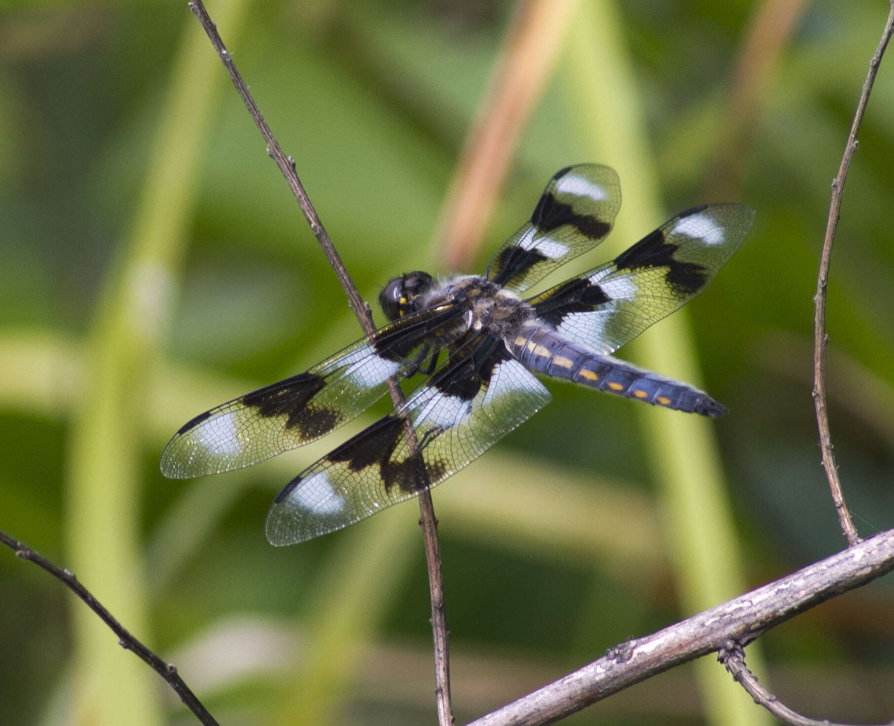 Libellula forensis Hagen 1861 resmi