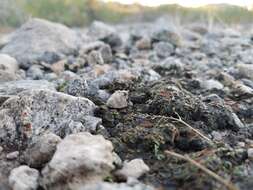 Image of Richards' peltula lichen