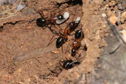 Imagem de Camponotus pilicornis (Roger 1859)