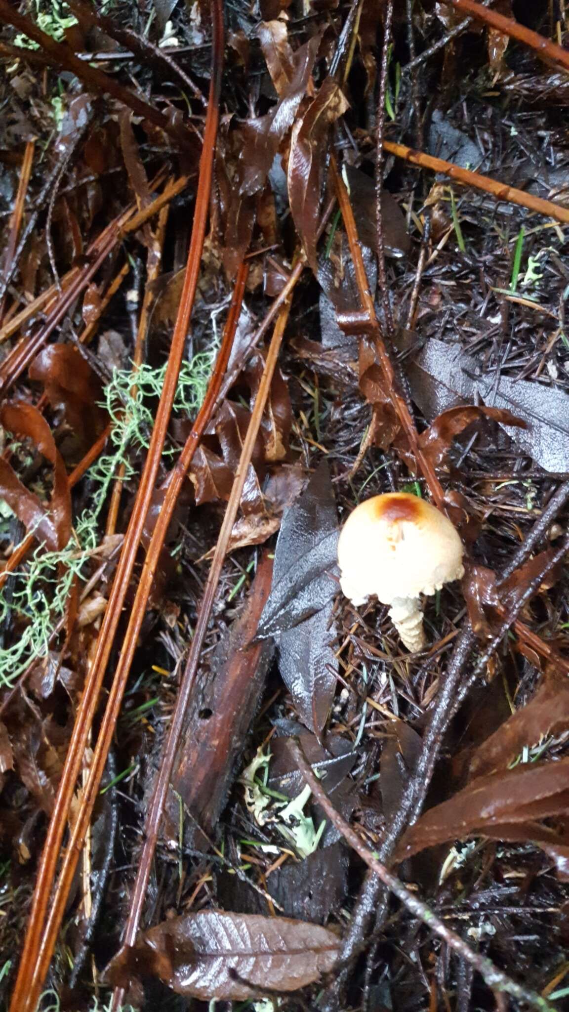 Image de Lépiote à spores ventrues