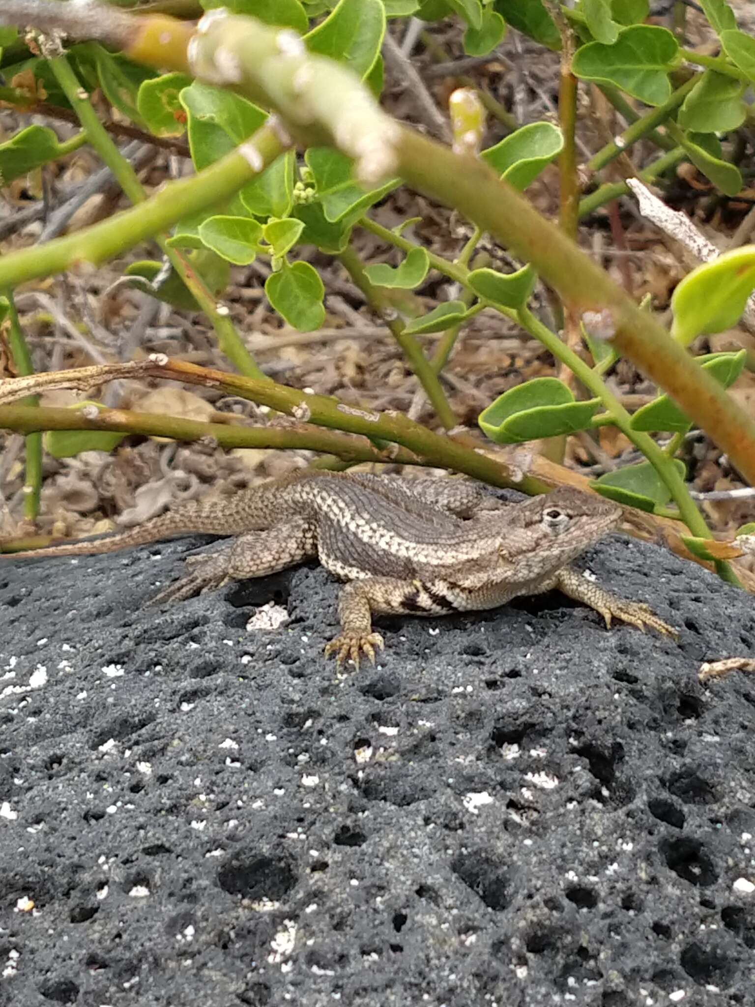 Image of San Cristobal Lava Lizard