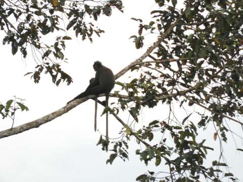 Image of White-faced Langur