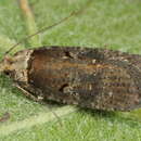 Слика од Agonopterix conterminella Zeller 1839