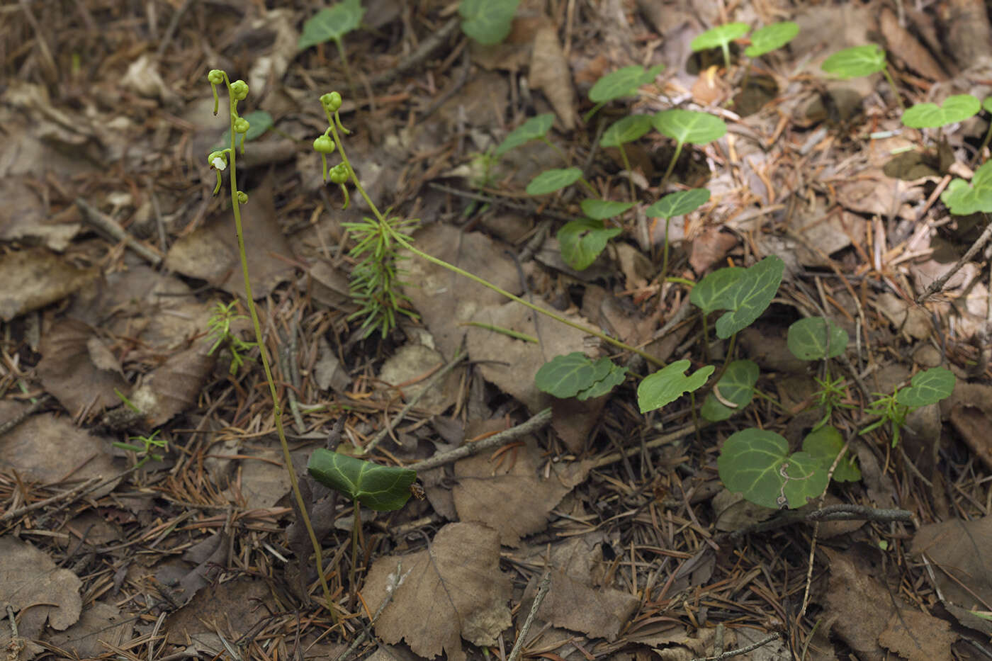 Image of Pyrola renifolia Maxim.