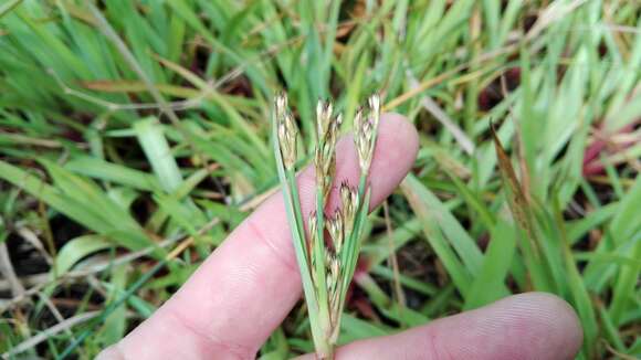 Image of Juncus lomatophyllus Spreng.