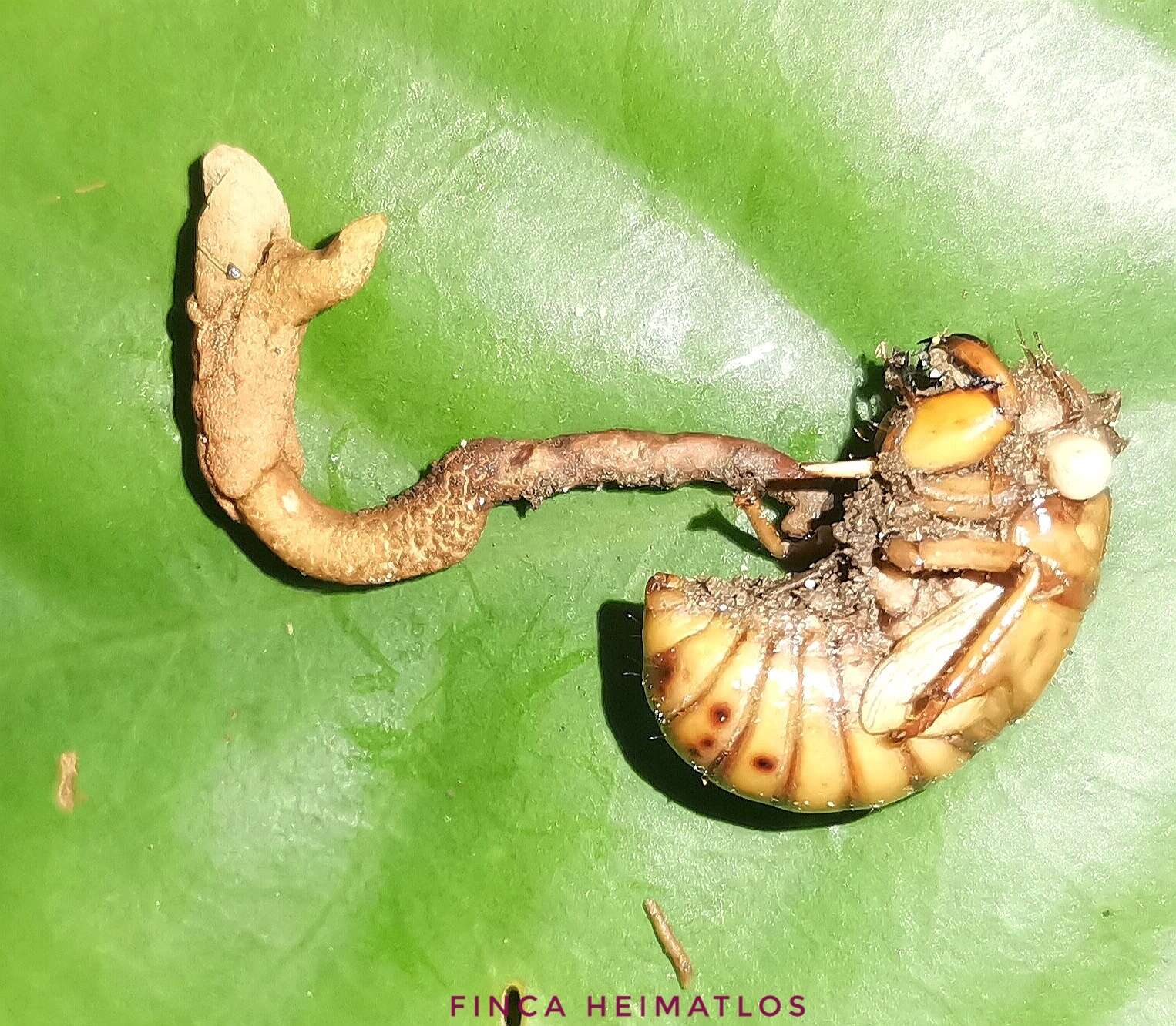 Image of Ophiocordyceps araracuarensis Sanjuan & Spatafora 2015