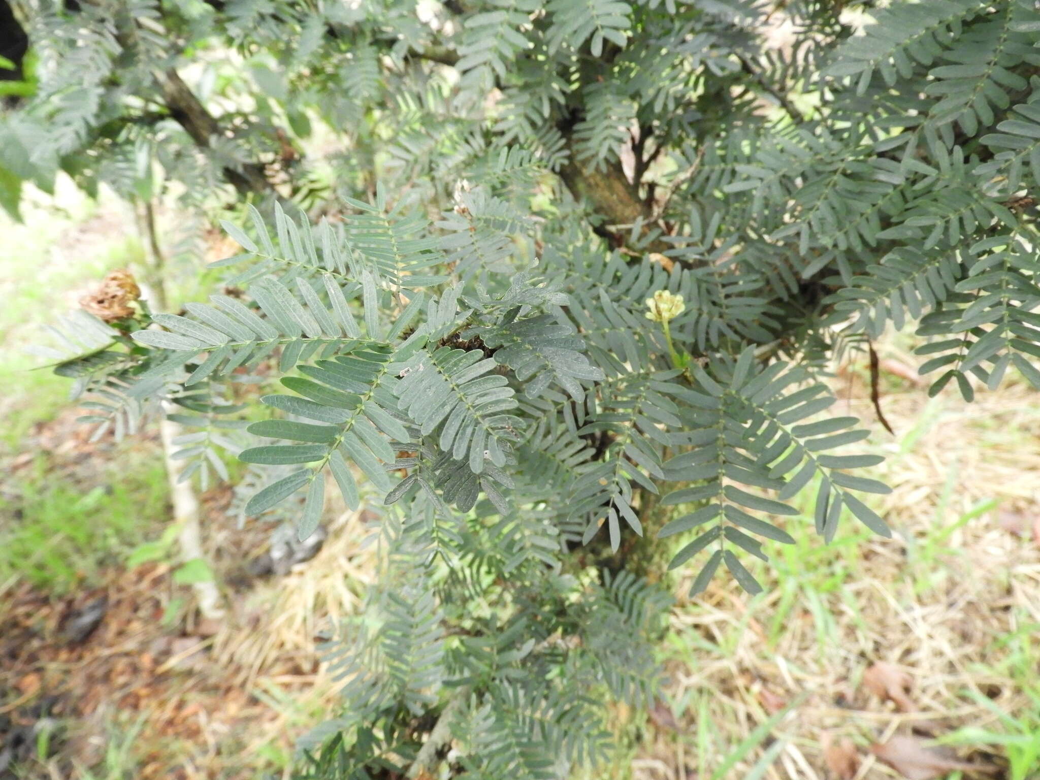 Sivun Calliandra magdalenae (DC.) Benth. kuva