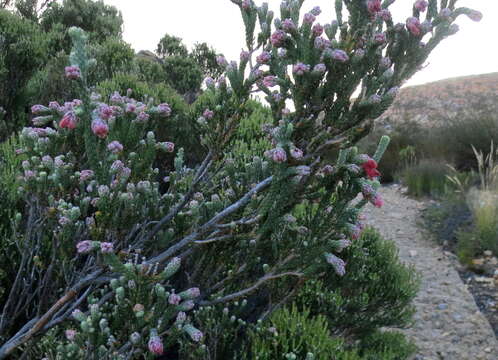 Image of Erica strigilifolia var. strigilifolia