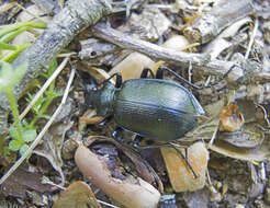 Image of Calosoma (Calosoma) inquisitor (Linnaeus 1758)