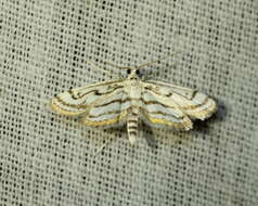 Image of Chestnut-marked Pondweed Moth