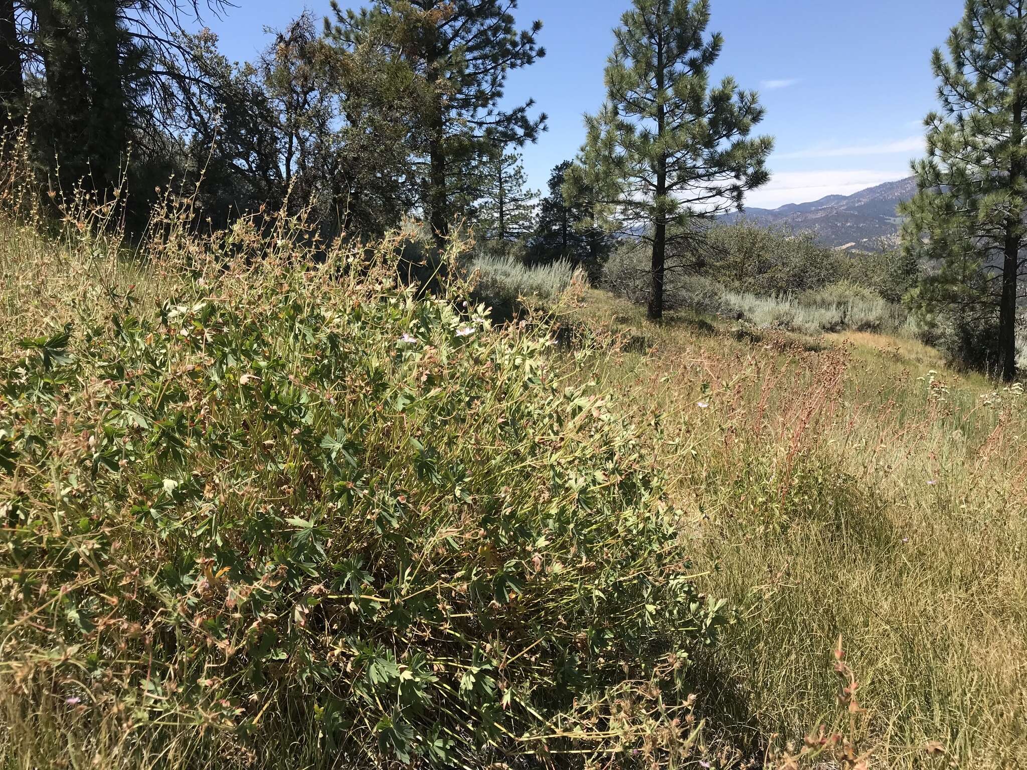 Image of California cranesbill