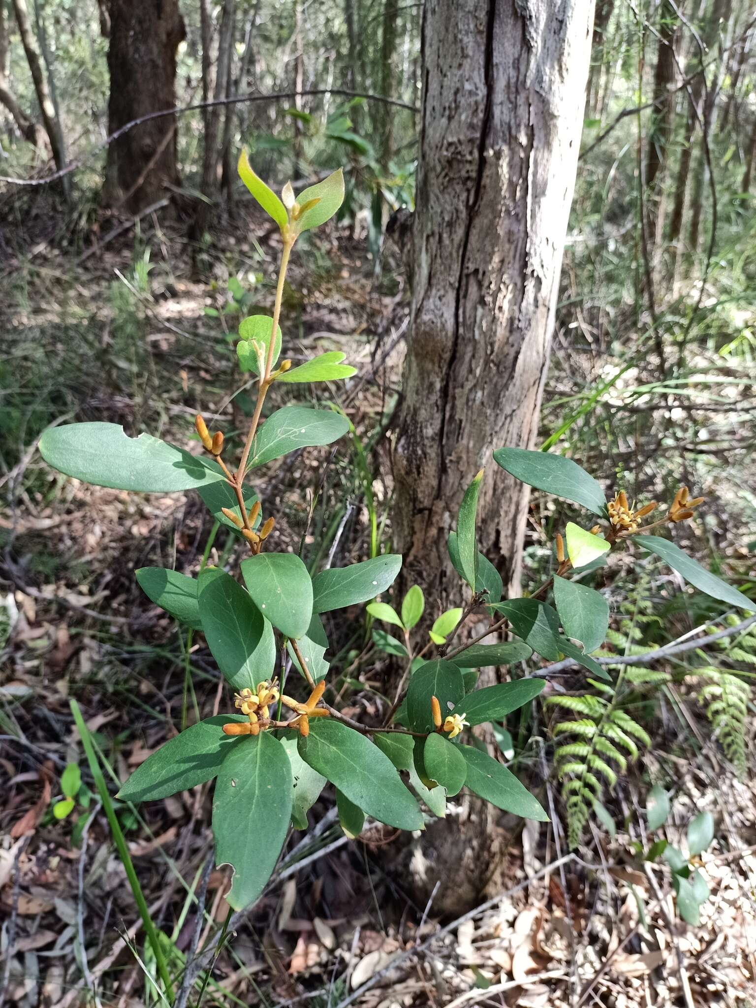 Image of Persoonia laurina subsp. laurina