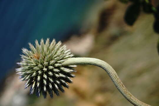 Image of Echinops armatus Stev.