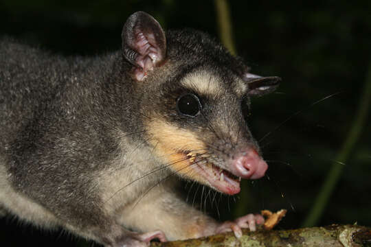 Image of Southeastern Four-eyed Opossum