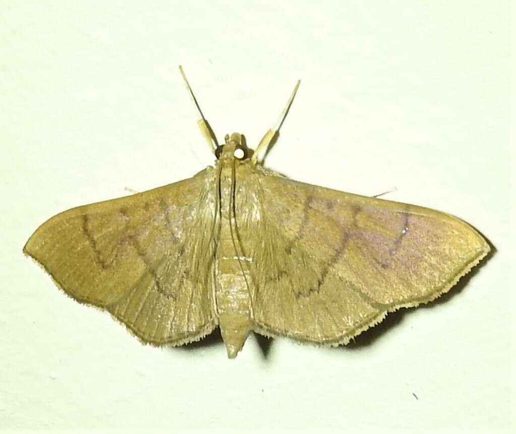 Image of Omiodes origoalis Walker 1859