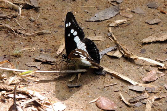 Image of Pseudacraea lucretia apaturoides