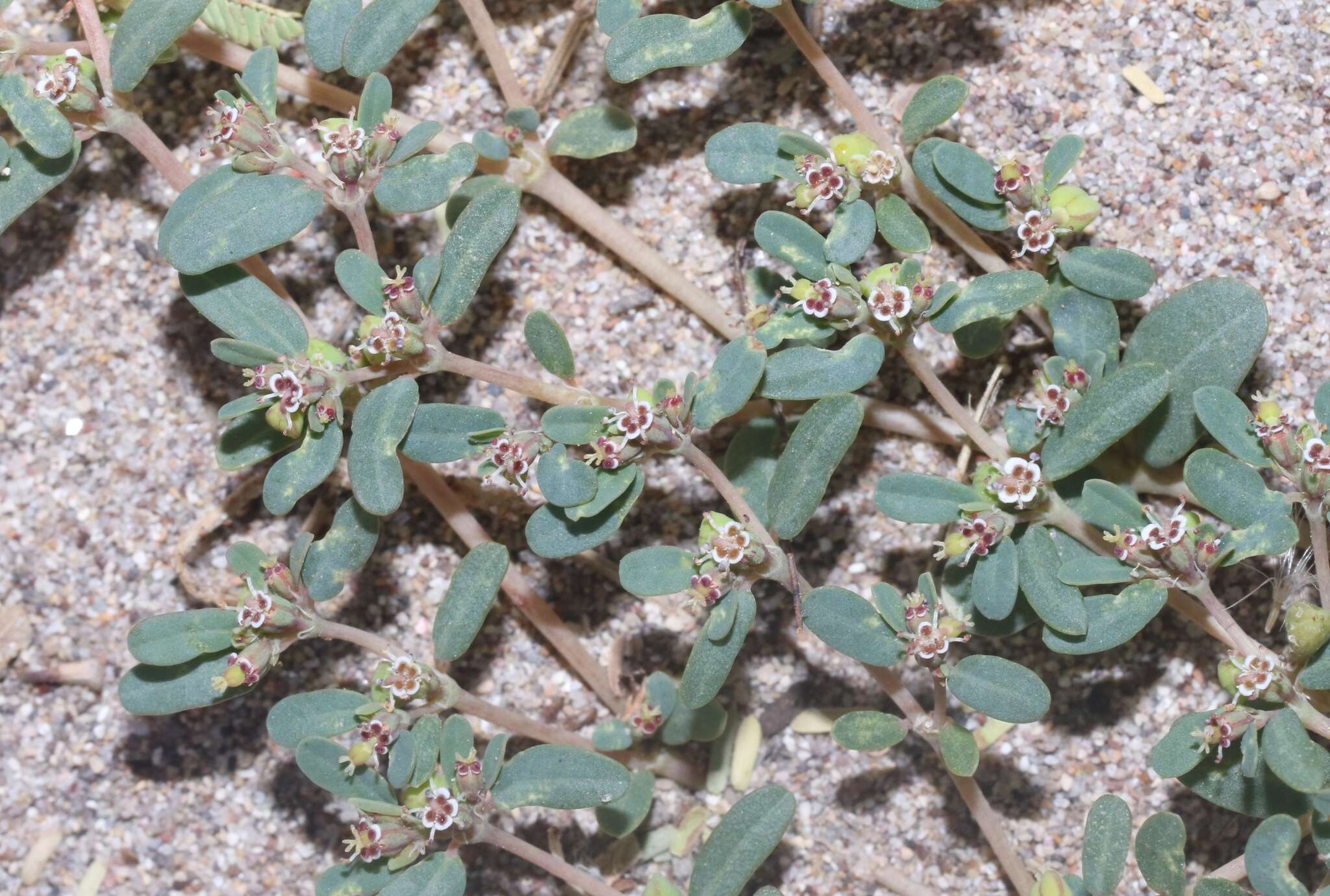 Image of boquillas sandmat