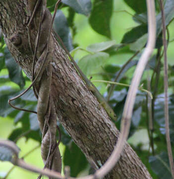 Image of Fiji Green Emo Skink